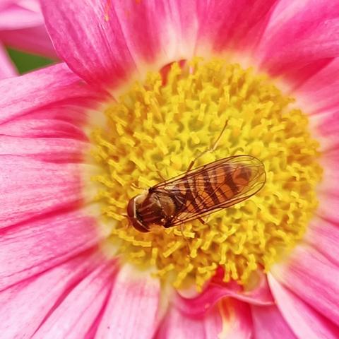 vergrößerter ausschnitt aus dem vorigen bild, die schwebfliege reicht hier durchs halbe bild. sie hat die für fliegen typischen sehr großen facettenaugen, die sind kastanienbraun, und sie hat 2 flügel, nicht 4 wie bienen oder wespen. diese flügel hat sie sehr ordentlich über dem rücken bzw hinterleib übereinandergelegt, die vorderkanten exakt parallel zueinander und zur körperlängsachse. sie sind durchsichtig, so kann man schön das schwarz-gelbe streifenmuster des hinterleibs sehen, das sie so sehr nach wehrhafter biene oder wespe aussehen lässt. guter trick, funktioniert.