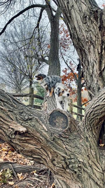 Two young blue merle miniature Australian shepherds standing on a tree limb jutting away from the crotch of a tree. The branch is angled straight away from our view so you can’t see how far up the dogs are. There is a rail fence behind the tree, which the darker dog will jump over only a few seconds later!
