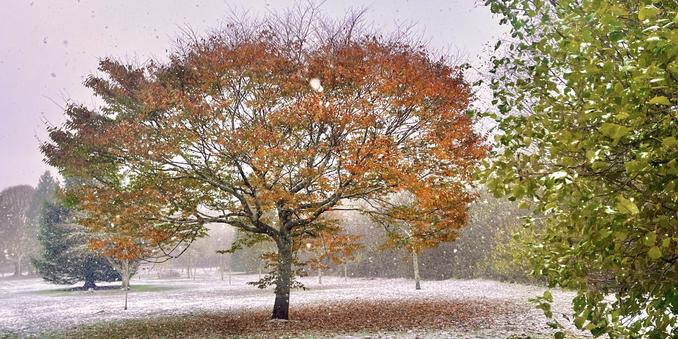 Trees in a snow shower. Pink/grey solid sky, white snowflakes falling. Centre: wide, arching. broadleaf tree (beech?), remaining leaves orange, bronze brown, fallen leaves circling the tree on the ground. Right of photo: part of  broadleaf tree with still green leaves (Hazel?). Dark green pine to the left, partially hidden by central tree.
