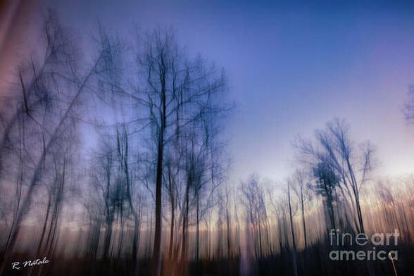 The Night Sky Outside My Window is a color photograph of bare trees and the sky, abstracted with a long exposure and panning the camera