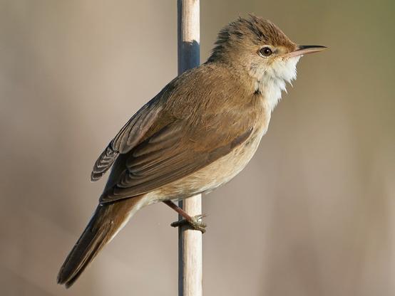 photo - Eurasian reed warbler