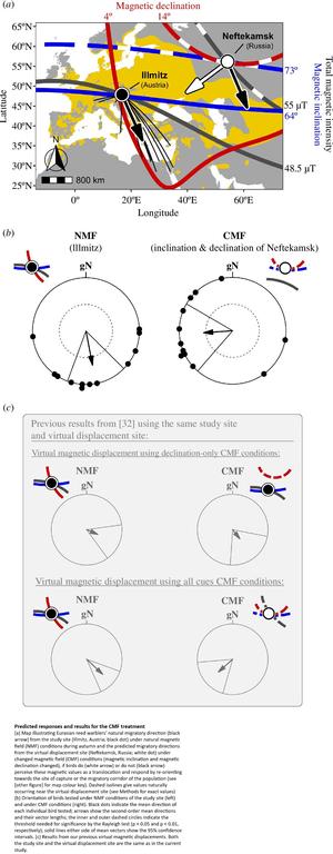 maps and charts - Predicted responses and results for the CMF treatment. (a) Map illustrating Eurasian reed warblers’ natural migratory direction (black arrow) from the study site (Illmitz, Austria; black dot) under natural magnetic field (NMF) conditions during autumn and the predicted migratory directions from the virtual displacement site (Neftekamsk, Russia; white dot) under changed magnetic field (CMF) conditions (magnetic inclination and magnetic declination changed), if birds do (white arrow) or do not (black arrow) perceive these magnetic values as a translocation and respond by re-orienting towards the site of capture or the migratory corridor of the population (see [other figure] for map colour key). Dashed isolines give values naturally occurring near the virtual displacement site (see Methods for exact values). (b) Orientation of birds tested under NMF conditions of the study site (left) and under CMF conditions (right). Black dots indicate the mean direction of each individual bird tested; arrows show the second-order mean directions and their vector lengths; the inner and outer dashed circles indicate the threshold needed for significance by the Rayleigh test (p < 0.05 and p < 0.01, respectively); solid lines either side of mean vectors show the 95% confidence intervals. (c) Results from our previous virtual magnetic displacements. Both the study site and the virtual displacement site are the same as in the current study.