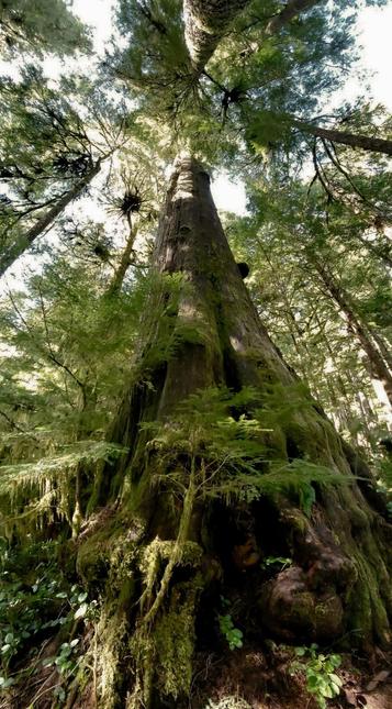 A low-angle perspective of a large, ancient red cedar tree, emphasizing its height as it stretches up toward the sky. The tree's textured bark is visible, with moss and ferns adorning its base, and surrounding trees create a dense forest canopy. The composition captures the interplay of light filtering through the leaves, enhancing the greenery of the underbrush.