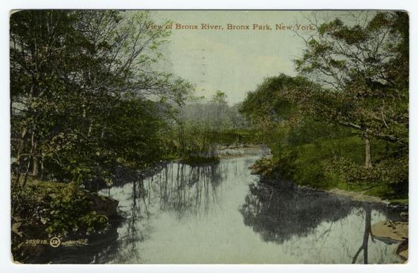 The image is a vintage postcard depicting a serene view of the Bronx River in Bronx Park, New York. The river flows through lush greenery with trees and shrubs lining its banks on both sides. Some trees appear to have been affected by wind or weather conditions as they lean towards the water's surface. The reflection of these trees is visible on the calm waters of the river, creating a mirror-like effect that enhances the tranquility of the scene.

The sky above appears overcast with no direct sunlight breaking through, suggesting either an early morning time frame before sunrise or approaching dusk after sunset. At the top center of the postcard, there's text in red script stating "View of Bronx River, Bronx Park, New York," which identifies the location depicted and serves as a title for this peaceful landscape.

The overall composition of the image suggests it was taken during a time when such parks were likely less crowded than today. The natural setting is undisturbed by modern infrastructure or human activity, offering a glimpse into how urban nature spaces looked in an earlier era before rapid development encroached upon green areas within cities like New York.