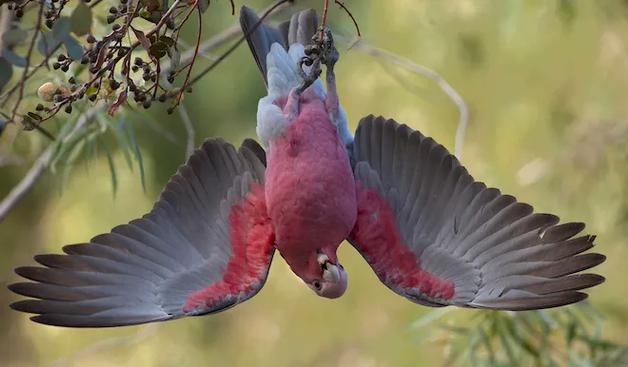 Galahs are gregarious Australian parrots notable for their often comical behaviour.

The name galah is derived from 'gilaa', a word found in Yuwaalaraay, an Aboriginal language of New South Wales. Since galahs pair for life, the death of a partner causes its mate great anguish. 

Photo credit: Mike Gillam, Alice Springs.