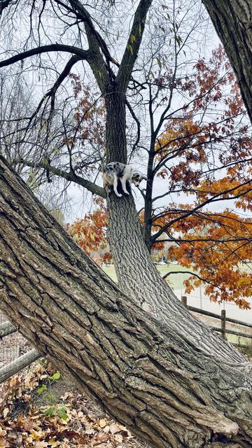 Blue Merle miniature Australian shepherd way out on branch straight away from viewer. Orange fall foliage still clinging to surrounding trees. Rail fence appears a long way down.