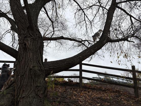 Same dog and branch, this time viewed from the side, so you can see how high he has climbed. Another blue merle mini Aussie, his partner-in-climb, is rearing up at the bottom of the tree—maybe this is the moment he got inspired to go vertical himself!