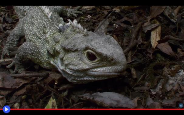 Foto ravvicinata tra le foglie morte del tuatara, una creatura simile a una lucertola, con vistosa cresta sulla testa e la schiena. La colorazione delle scaglie è verde, tendente al marrone.