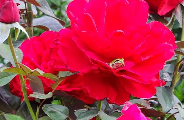 A green pacific treefrog sits in a giant red tearose bloom in a lush garden.