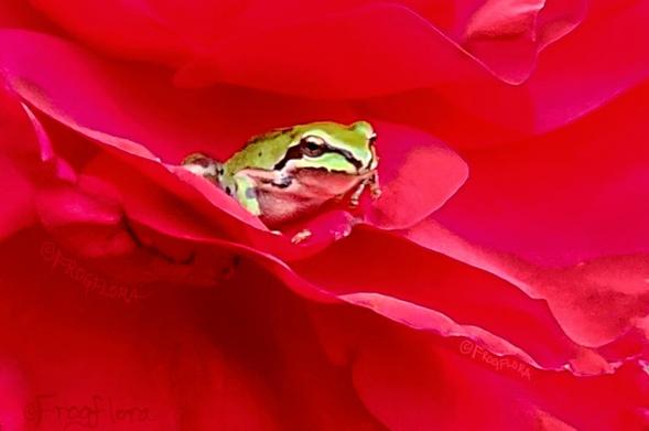 Close up photo of a green pacific treefrog sitting in a giant red rose flower.