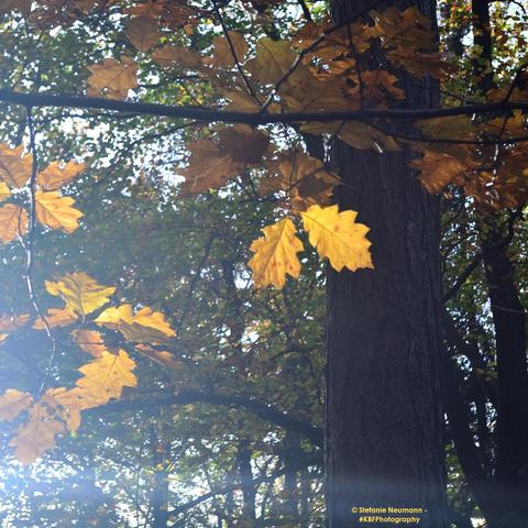 Two yellow oak leaves on a branch drenched with sunlight.