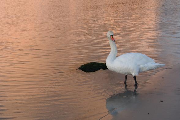 swan standing in shallow water at sunrise