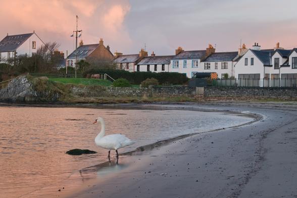 swan on the beach by a village