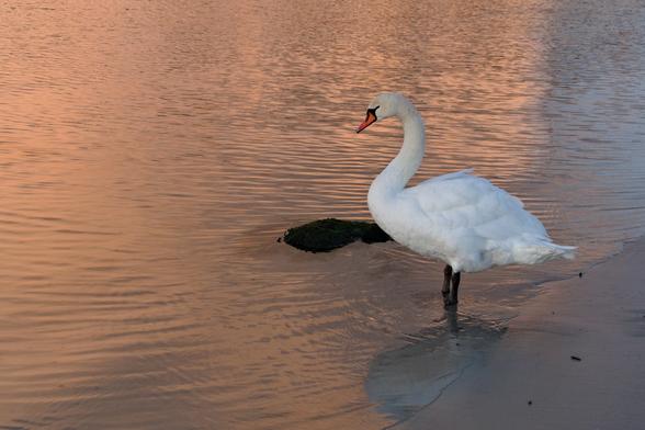 swan standing in shallow water at sunrise