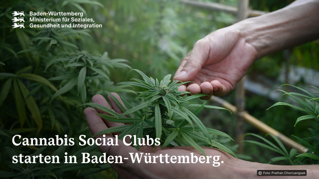 Foto von vielen Cannabis-Pflanzen in einem Gewächshaus. Eine Person hält eine Pflanze in beiden Händen, um sie der Kamera zu präsentieren. Text: Cannabis Social Clubs starten in Baden-Württemberg.