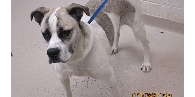 A white and gray boxer or pit bull mix straining at a leash, ready to move