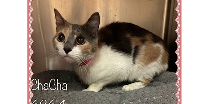 A cute calico cat crouches on a pillow in an enclosure, looking up wide-eyed