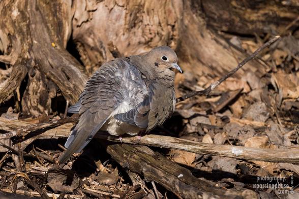 Attempting sphericality, and achieving a high degree of camouflage, a beige-tan dove sits among woodchips and bare branches.