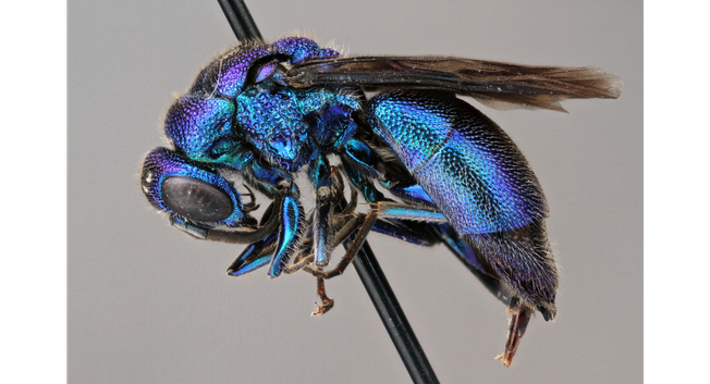 Microscope photograph in side view of a brilliant metallic blue wasp with black wings, dead and pinned through the thorax. The photo shows tremendous detail of the fine hairs and pits on the insect's body.