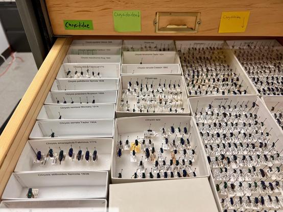 Wide angle photograph of a glass-topped museum drawer filled with little white trays full of small insects. The trays are labeled "Chrysis spp." and other various species names in the genus Chrysis.