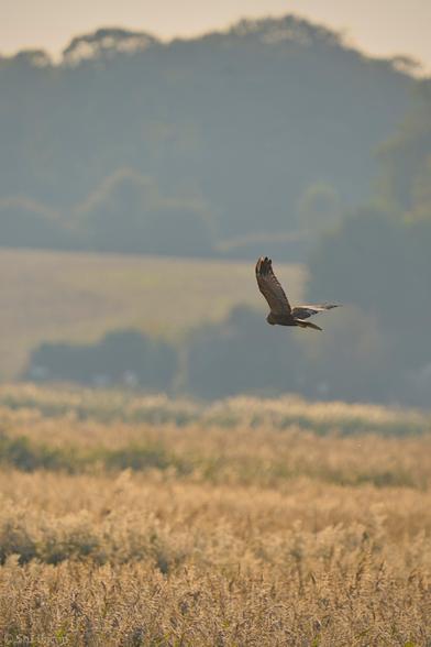 A photograph of a male Marsh Harrier hunting over the marshes at Cley Next The Sea on the north Norfolk coast.