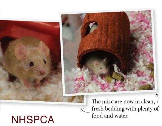 Collage of 2 photos of 2 cute fancy mice in clean fresh bedding. Photos by NHSPCA.