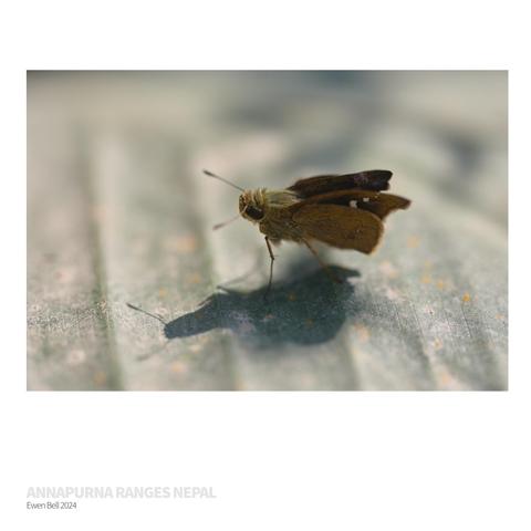 Grass Dart on a leaf