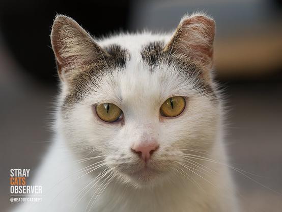 Portrait of a white cat with a pattern on her head resembling a bonnet