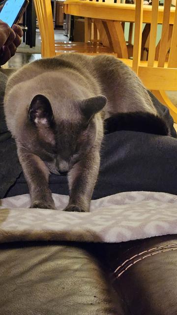 front end of medium dark blue point cat laying prone across a lap with eyes closed bracing itself by sticking its forelegs down onto a pale blanket next to the lap. blanket sits atop a leather sofa cushion. background is yellow shaker table woodwork.