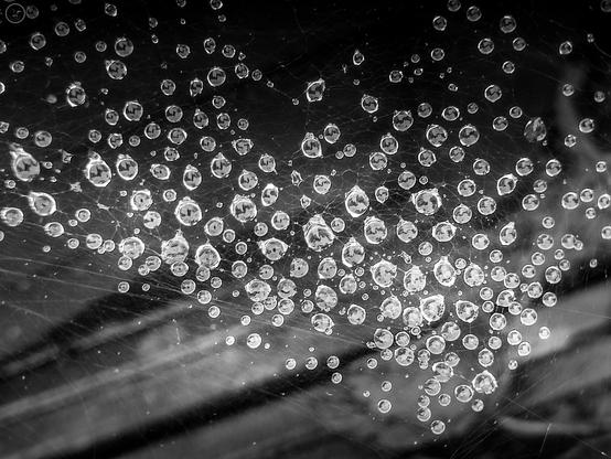monochrome shot of raindrops on spiders web