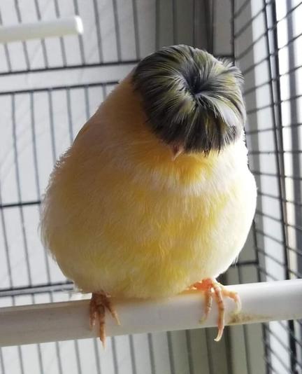 le-gloster-canary-un-canari-avec-une-coupe-au-bol-corona-1