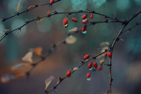 Close-up of red berries hanging from thin branches, each adorned with glistening droplets of water. The soft focus background in shades of teal and brown adds a dreamy, serene atmosphere, highlighting the delicate beauty of nature after rain.