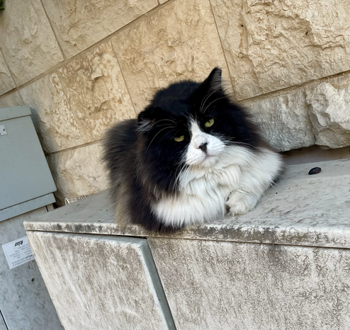 A floofy tuxie cat with RBF in catloaf config on a ledge outside