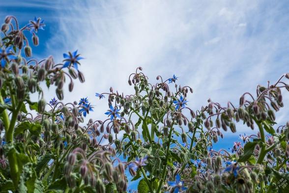 For this shot the camera was on the ground, pointed up through a stand of borage - furry bright green leaves, small starry bright blue flowers - and the sky was deep blue with a wash of clouds across it.