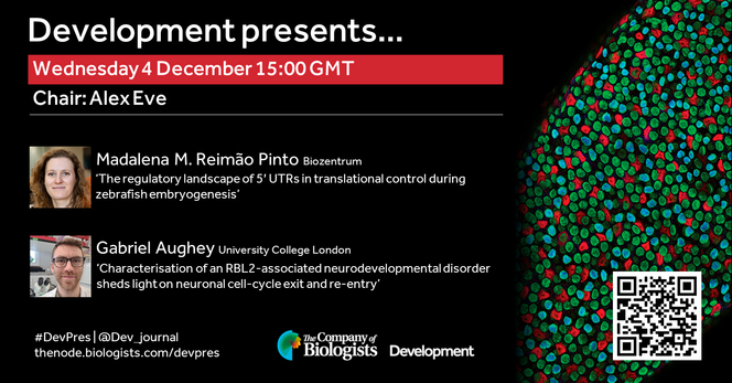 Development presents… webinar on Wednesday 4 December 15:00 GMT, chaired by Alex Eve. Talk number 1: Madalena M. Reimão Pinto (Biozentrum) on ‘The regulatory landscape of 5′ UTRs in translational control during zebrafish embryogenesis’; Talk number 2: Gabriel Aughey (University College London) on ‘Characterisation of an RBL2-associated neurodevelopmental disorder sheds light on neuronal cell-cycle exit and re-entry’.
