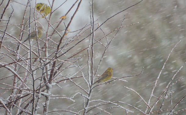 Deux bruants jaunes, sur des branches nues et pleine de neige, exposés à une tempête avec ses gros flocons et du vent.
Two yellowhammers, on bare branches full of snow, exposed to a storm with its heavy flakes and wind.