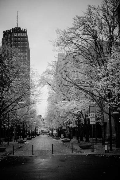 A monochrome image of a city street lined with trees, showcasing a tranquil urban scene. Tall buildings rise on either side, their structures contrasting against the cloudy sky. The street is empty, with light posts illuminating the pathway and benches placed along the edges. Traffic signs, including bicycle zone indicators, are visible. Fallen leaves cover the ground, enhancing the serene atmosphere of the setting.