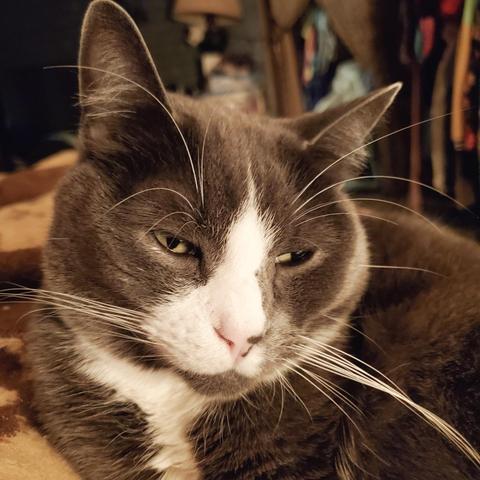 My green eyed, gray tuxedo cat, curled up on bed with half open eyes.