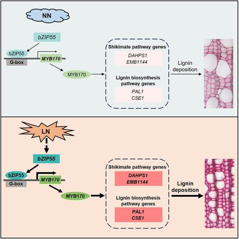 Diagrams comparing the molecular genetics pathway of lignin deposition in normal vs. low nitrogen conditions in Populus tomentosa.