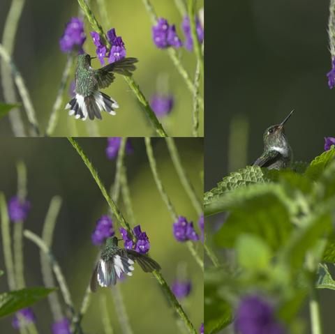 Three snapshots of a green hummingbird with black and white accents. The tail feathers on the two flying images show the spread tail in its pattern of black and white. The perched bird is hiding the tail, but has lifted the beak and head to proudly show off the white Peter Pan collar. This is the Ecuadorian Piedtail but it was photographed in  northern Peru. Phots & collage by Peachfront. November 2024.