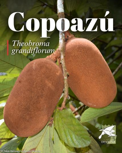 The photo shows two of the large copoazú fruits, still attached to the tree, and the large leaves of the tree. Text says “Copazú” and “Theobroma grandiflorum” In small print it says the photo is copyright Pablo Ramos for Fundación Omacha, and it has the logo of the org.