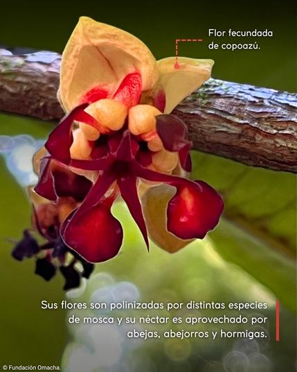 The beautiful and complicated yellow-orange and crimson flower of copoazú, attached to a tree branch with a green mottled background. Text in Spanish says “Flor fecundada de copoazú”—the fertilized flower of copoazú—and “Sus flores son polinizadas por distintas especies de mosca y su néctar es aprovechado por sbejas, abejorros y hormigas”—Its flowers are pollinated by different species of fly, and bees, bumblebees, and ants take advantage of its nectar.