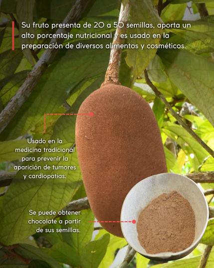 Another shot of the copoazú fruit hanging from the tree, with a leafy golden green backround. A cup of brown powder is next to the fruit. The main text says “Su fruto present de 20 a 50 semillas, aporta un alto porcentaje nutricional y es usado en la preparación de diversos alimentos y cosméticos”--Its fruit has 20 to 50 seeds that have a high nutritional value and are used in the preparation of diverse foods and cosmetics.
Text pointing at the fruit says “Usado en la medicina traditional para prevenir la aparición de tumores y cardiopatías.”—used in traditional medicine to prevent tumors and heart disease. Text pointing at the cup says “Se puede obtener chocolate a partir de sus semillas”--Chocolate can be obtained from its seeds.