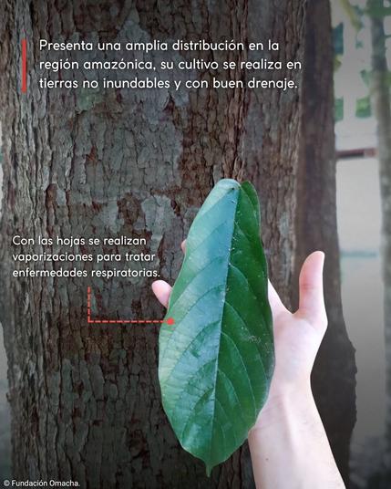 A big copoazú leaf in a person’s hand, against a background of the bark of a tree. The main text says “Presenta una aplia distribución en la region amazónica, su cultivo se realiza en tierras no inundables y con buen drenaje.”—It’s widely distributed in the Amazon region and can be cultivated on land that doesn’t flood and that has good drainage.

Text pointing to the leaf says “Con las hojas se realizan vaporizations para tartar enfermedades respiratorias.”—the leaves are used for steam treatments for respiratory ailments.
