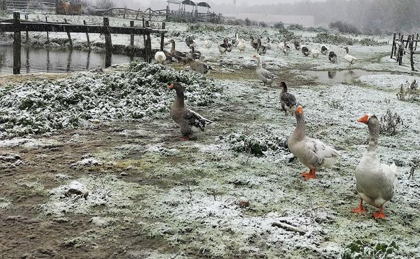 Photo d'un troupeau d'oies grises et blanches et croisées dans un champs sous la neige au bord d'une mare. 
Au fond on aperçoit des équidés manger dans un râtelier à foin.