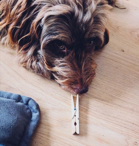 Watson liegt wieder auf dem Boden, diesmal liegt ihr Kopf mit der Nase direkt an der Wäscheklammer