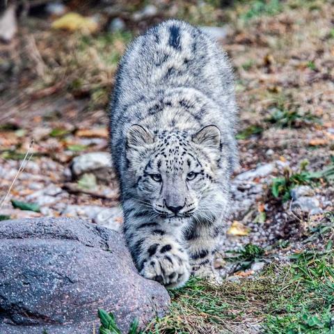 Azure Generated Description:
a white tiger lying on the ground (52.60% confidence)
---------------
Azure Generated Tags:
animal (99.98% confidence)
mammal (99.97% confidence)
big cat (98.89% confidence)
snow leopard (98.46% confidence)
terrestrial animal (98.30% confidence)
outdoor (98.24% confidence)
wildlife (96.84% confidence)
big cats (96.56% confidence)
felidae (95.90% confidence)
whiskers (93.15% confidence)
wildcat (90.64% confidence)
snout (89.84% confidence)
fur (89.76% confidence)
cat (87.98% confidence)
leopard (85.72% confidence)
panthera (78.41% confidence)
ground (77.26% confidence)
rock (77.04% confidence)
grass (75.64% confidence)