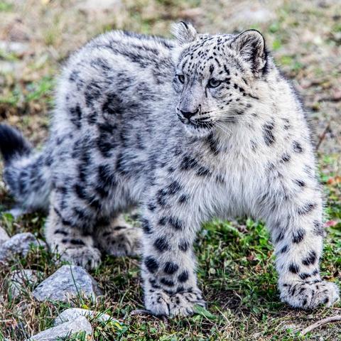 Azure Generated Description:
a large cat standing on grass (36.37% confidence)
---------------
Azure Generated Tags:
animal (99.83% confidence)
mammal (99.75% confidence)
big cat (99.74% confidence)
snow leopard (99.24% confidence)
terrestrial animal (98.02% confidence)
outdoor (97.75% confidence)
wildlife (95.08% confidence)
big cats (94.40% confidence)
cat (92.64% confidence)
fur (92.00% confidence)
leopard (91.42% confidence)
snout (90.02% confidence)
whiskers (89.68% confidence)
felidae (88.61% confidence)
grass (87.54% confidence)
panthera (84.77% confidence)
ground (70.40% confidence)
field (57.47% confidence)