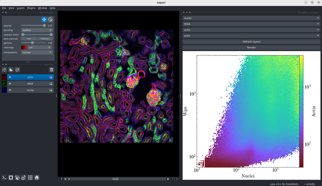Screen shot of the napari GUI that shows a 3d multichannel image from napari's sample datasets (something related to cells... I don't know, I'm not a biologist...). The middle of the image shows a 3d views of cell structures. The right side of the image shows a new PhasePlot widget that includes drop down menus for selecting the x, y and z arguments for a 2D binned and weighted histogram along with a resulting 2D weighted histogram below.