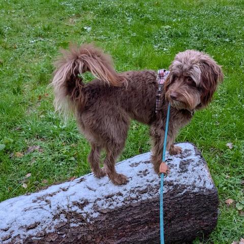 Ein Hund mit braunem Fell steht auf einem liegenden Baumstamm, im Hintergrund ist eine grüne Wiese. 
auf dem Baumstamm ist ein Hauch Schnee